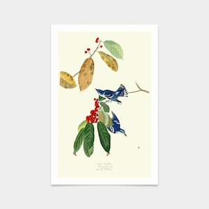 John James Audubon, Azure Warbler,art prints,Vintage art,canvas wall art,famous art prints,q2275