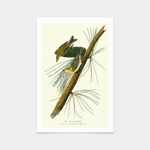 John James Audubon, Pine Creeping Warbler,art prints,Vintage art,canvas wall art,famous art prints,q2431