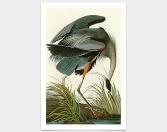 John James Audubon, Czapla modra, grafiki artystyczne, sztuka vintage, obrazy na płótnie, słynne grafiki artystyczne, q2354