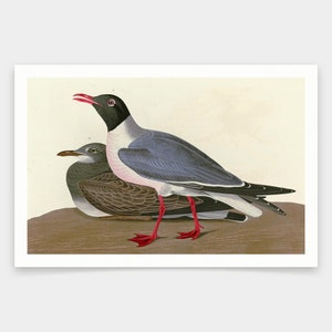 John James Audubon, Black headed Gull,art prints,Vintage art,canvas wall art,famous art prints,q1812