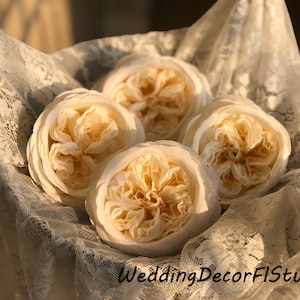Set of 10 Large Ivory English Cabbage Roses Head in High Silk Material,Artificial Flowers Silk Roses for Wedding Decor with Stems