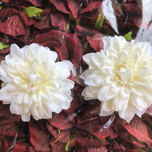 10-100pcs groothandel ivoor dahlia bloemen, witte Dahila hoofd alleen voor bruiloft boeketten, arrangementen, centerpieces