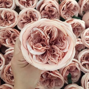 Set of 10 Large Blush English Cabbage Roses Head in High Silk Material,Artificial Flowers Silk Roses for Wedding Decor with Stems