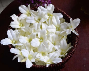 20-100pcs Ivory Orchids Flowers Head, Pink Island Dendrobium Orchid Heads for IDY project, Wedding Bouquets, Centerpieces Decor