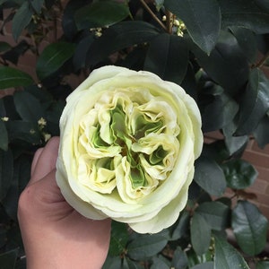 Set of 10 Large Lime Green English Cabbage Roses Head in High Silk Material,Artificial Flowers Silk Roses for Wedding Decor with Stems