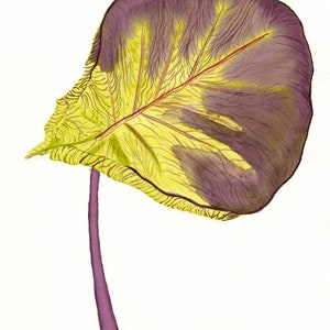 Fiddle Leaf Fig Watercolor Art Print: Green & Purple Botanical