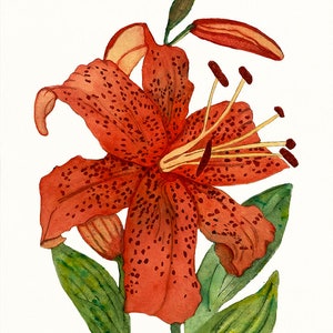 Tiger Lily, Watercolor Art Print, Botanical Illustration