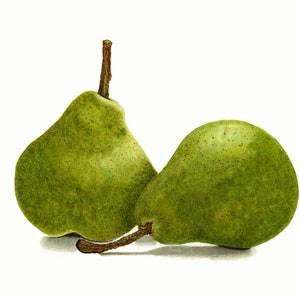 Pear Art Print, Watercolor Painting, Fruit Still Life