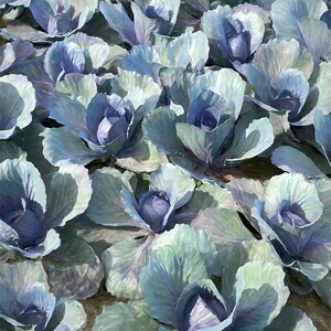 May include: A close-up view of a field of purple cabbage. The cabbage heads are tightly packed together, with their leaves overlapping. The leaves are a deep purple color, with a slight sheen. The cabbage heads are surrounded by green leaves.