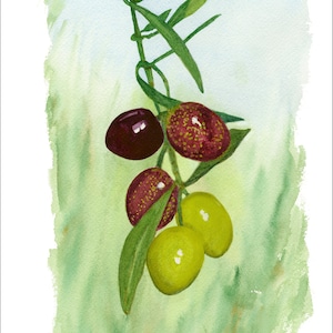 Olives Ripening On The Tree Art Print, Watercolor Painting