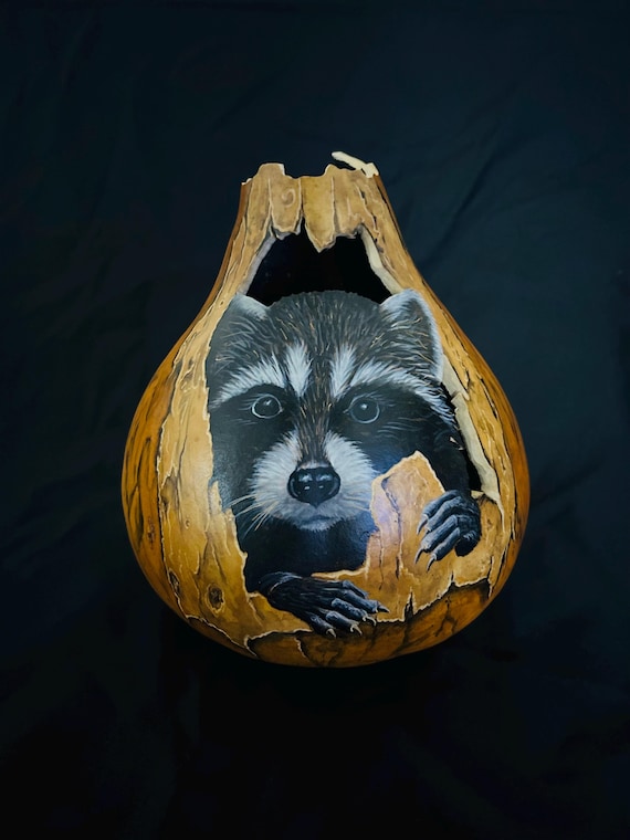 Raccoon in a Tree Gourd