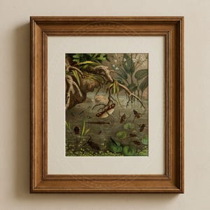 May include: A vintage illustration of a pond scene with a variety of insects, including a butterfly, beetles, and dragonflies. The illustration is framed in a brown wooden frame.