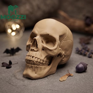 May include: A beige, realistic human skull replica featuring detailed bone structure, including a defined jawline, teeth, and cranial sutures. The surface has a matte finish, showcasing anatomical accuracy in the eye sockets and nasal cavity.