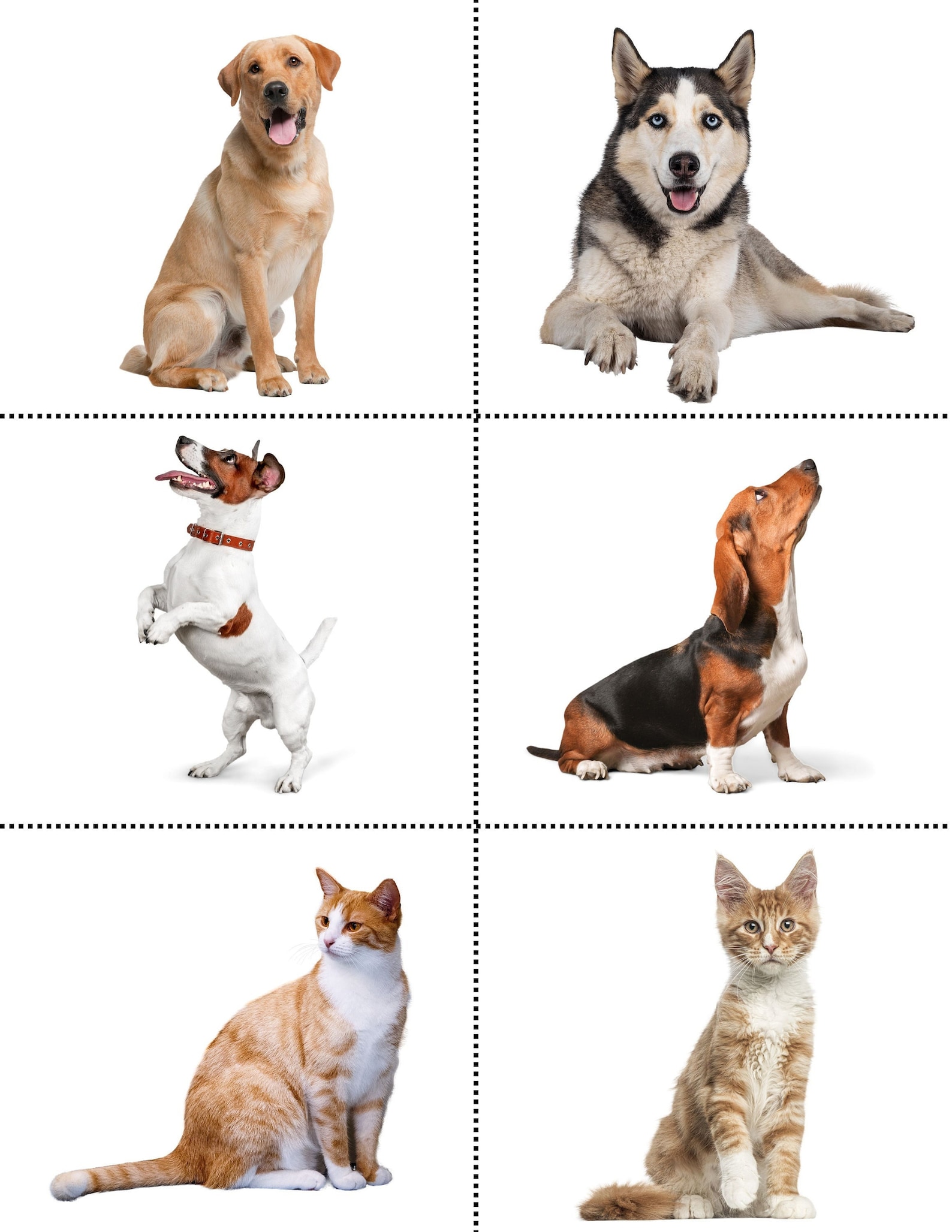 ABA Animal Stimuli Animal Flashcards ABA Flashcards Etsy