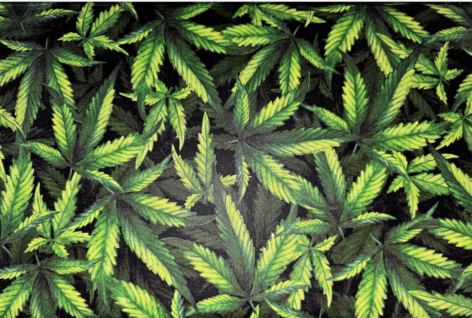 David Textiles Cannabis Leaves on Black DX-1324-0C Fabric by the