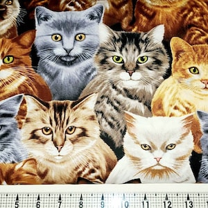 Cats, Kittens, Listed @ 1/2 Yard Timeless Treasures,c8417