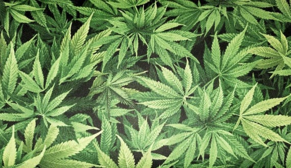 麻柄　一点物　hemp 420 麻の葉 パーテーション Timeless Treasures Marijuana NATURE-C3819/CD3819 Fabric by the