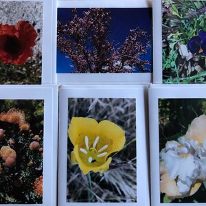 Flower Greeting Cards set of 6 Flowers 1