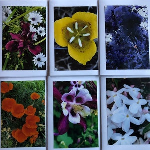 Flower Greeting Cards set of 6 Flowers 4
