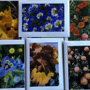 Flower Greeting Cards set of 6 Flowers 5