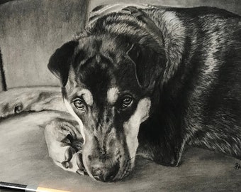 Customized Hand Drawn Graphite/Charcoal Pet Portraits