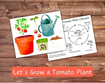Op de afbeelding: Een printbare educatieve bron voor kinderen om de levenscyclus van een tomatenplant te leren. De illustratie toont een tomatenplant die groeit uit een zaadje, ontkiemt, bloeit en vruchten draagt. De tekst "Levenscyclus van de tomatenplant" staat bovenaan de pagina. De tekst "Laten we een tomatenplant laten groeien" staat onderaan de pagina.