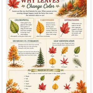 May include: An educational poster titled Why Leaves Change Color, featuring watercolor illustrations of autumn foliage, diagrams explaining chlorophyll, carotenoids, and anthocyanins, a comparison of deciduous and evergreen trees, and a leaf identification guide.