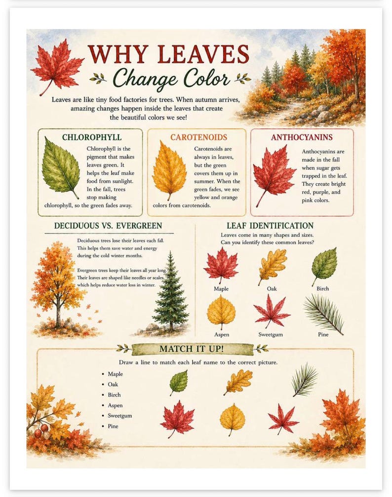 May include: An educational poster titled Why Leaves Change Color, featuring watercolor illustrations of autumn foliage, diagrams explaining chlorophyll, carotenoids, and anthocyanins, a comparison of deciduous and evergreen trees, and a leaf identification guide.