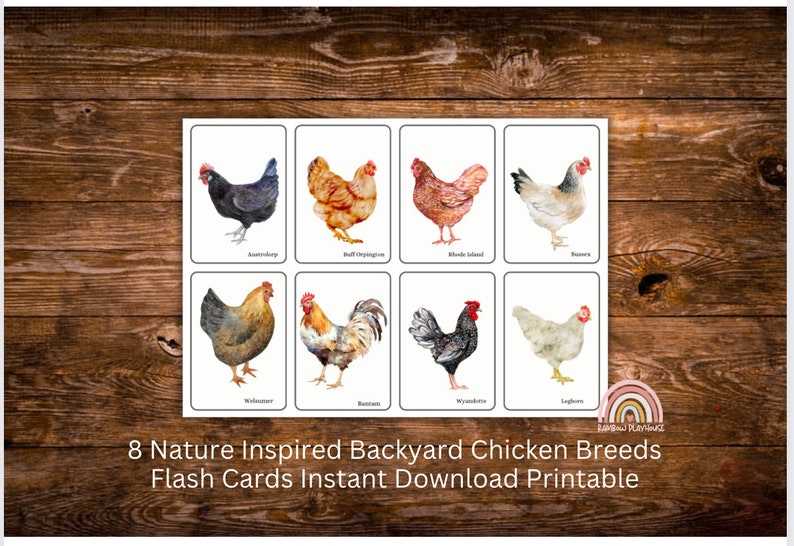 May include: Eight printable flash cards featuring watercolor illustrations of different chicken breeds. Each card shows a chicken with its breed name below. The breeds are: Ameraucana, Buff Orpington, Rhode Island Red,  Barred Rock,  Wyandotte,  Leghorn,  Welsummer, and  Brahma.