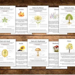 May include: A collection of educational worksheets on a wooden surface. The worksheets feature watercolor illustrations of leaves, flowers, trees, seeds, and mushrooms. Each sheet includes diagrams and text for labeling and learning.