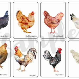 May include: A collection of eight watercolor illustrations of different chicken breeds. The breeds are: Australorp, Buff Orpington, Rhode Island Red, Sussex, Welsummer, Bantam, Wyandotte, and Leghorn.