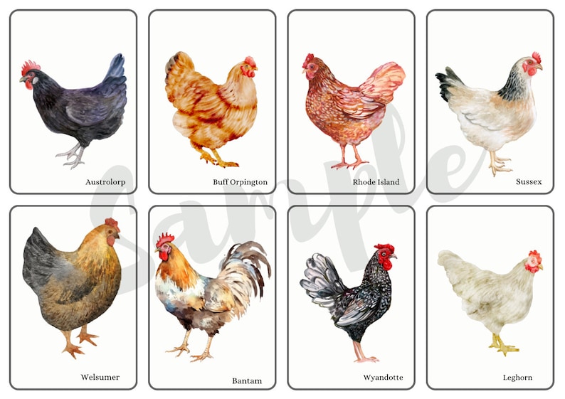 May include: A collection of eight watercolor illustrations of different chicken breeds. The breeds are: Australorp, Buff Orpington, Rhode Island Red, Sussex, Welsummer, Bantam, Wyandotte, and Leghorn.