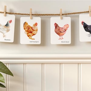 Backyard Chicken Breeds Flash Cards: Homeschool Nature Study (Instant Download) image 1
