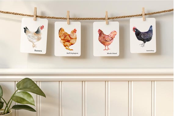 Backyard Chicken Breeds Flash Cards: Homeschool Nature Study (Instant Download)