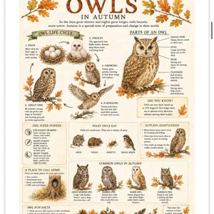 May include: An educational poster titled Owls in Autumn featuring illustrations of owl life cycles, anatomy, diet, and species. The print includes detailed diagrams, text descriptions, and autumn leaf accents on a cream background with brown text.