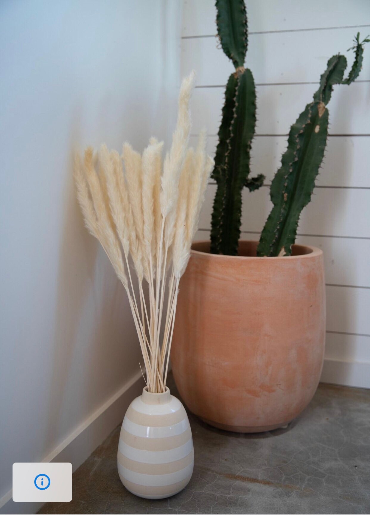 Pampas Grass Small Bleach White Dried Flowers Luxe B Pampas Etsy