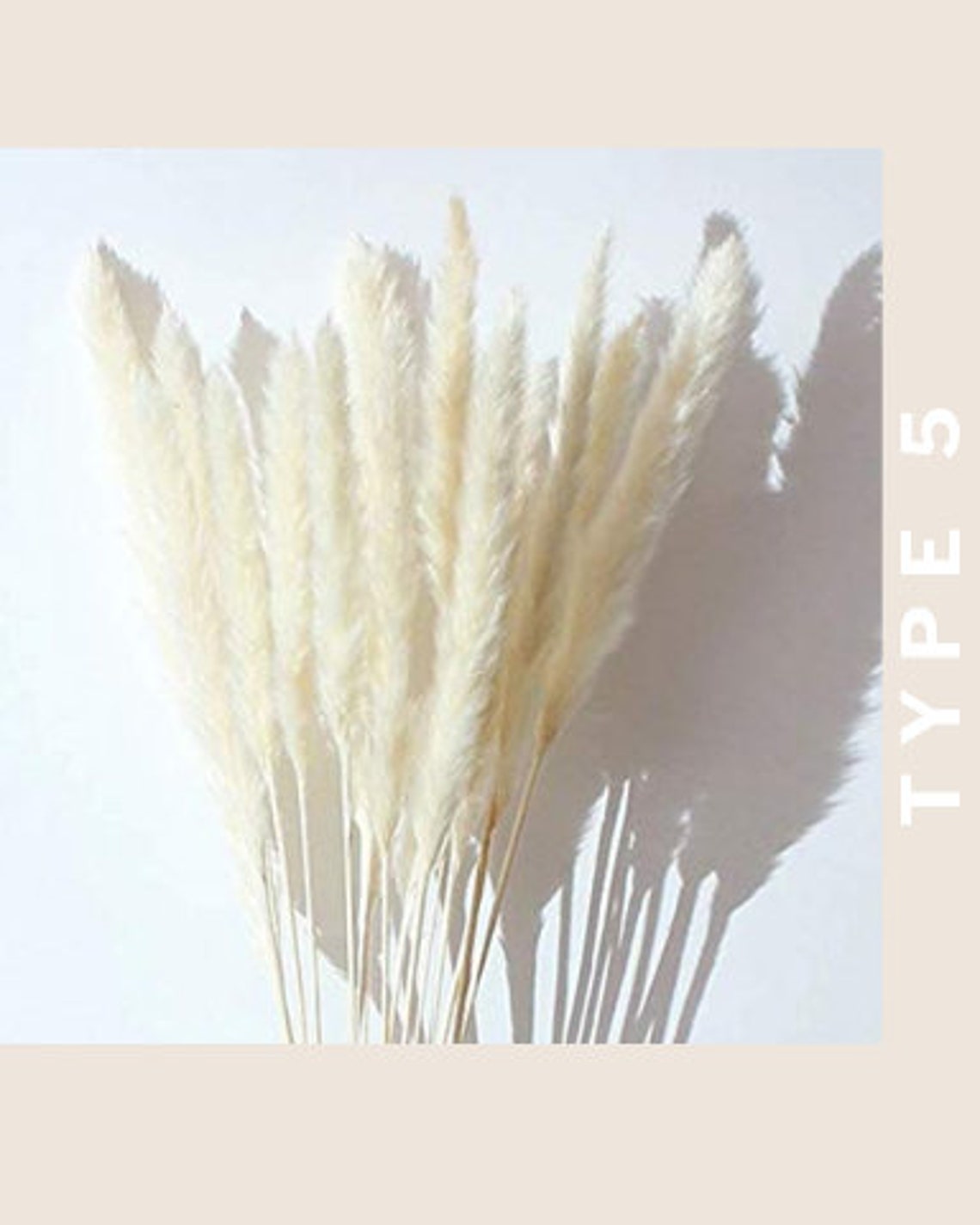 Pampas Grass Small Bleach White Dried Flowers Luxe B Pampas Etsy