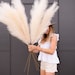 Pampas Grass 'Faux', Artificial By Luxe B Pampas Grass - Cream