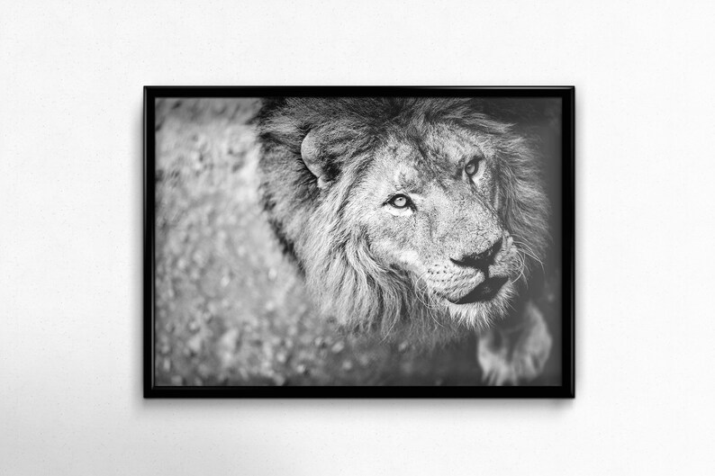 Lion Print Lion Wall Art Black and White Safari Nursery Etsy