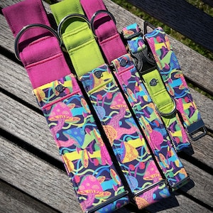Funky mushroom dog collar
