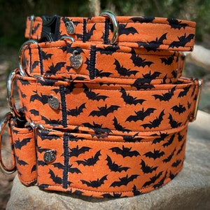 Bats on orange dog collar or leash