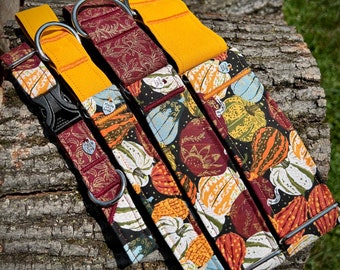 Colorful Pumpkins and Gourds dog collar or leash