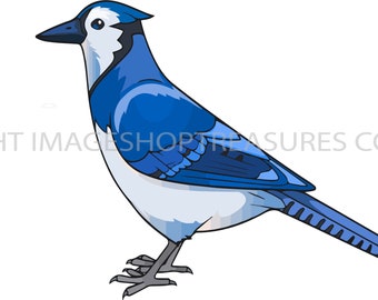 Blue Jay Stencil Etsy