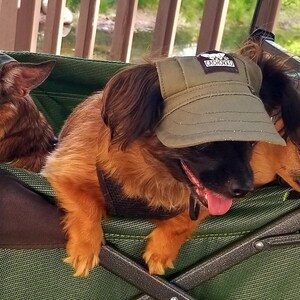 May include: Three dogs wearing green hats are sitting in a green wagon. The dogs are all different breeds and sizes. The wagon has a black metal frame and a green mesh bottom.