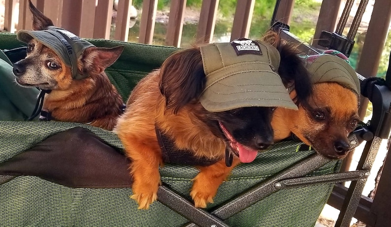 May include: Three dogs wearing green hats are sitting in a green wagon. The dogs are all different breeds and sizes. The wagon has a black metal frame and a green mesh bottom.