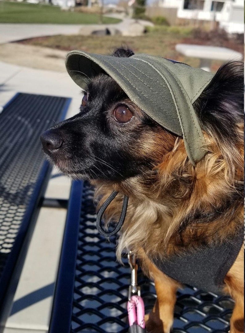 May include: A small, black and brown dog wearing a green, adjustable,  baseball cap with a black strap. The dog is sitting on a black metal bench.