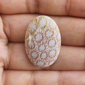 Fossil coral cabochon