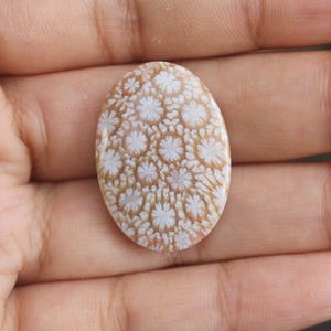 Fossil coral cabochon