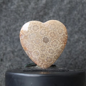 Fossil coral cabochon