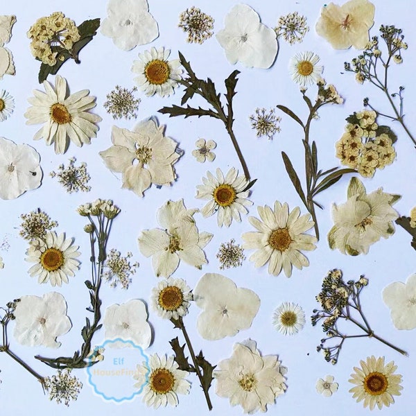 Pressed White Flower 100 PCS/Pack  Bulk Pressed Flower on Stems, Dried Pressed Flat Flower, White Pressed Wild Flower dried wildflowers